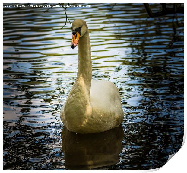  Swan Print by colin chalkley