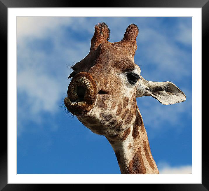 Lingering Affection: A Giraffe's Pucker Framed Mounted Print by Graham Parry