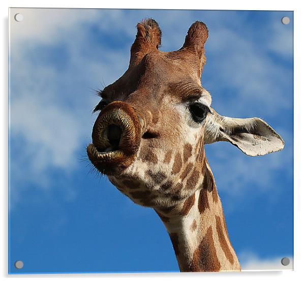 Lingering Affection: A Giraffe's Pucker Acrylic by Graham Parry