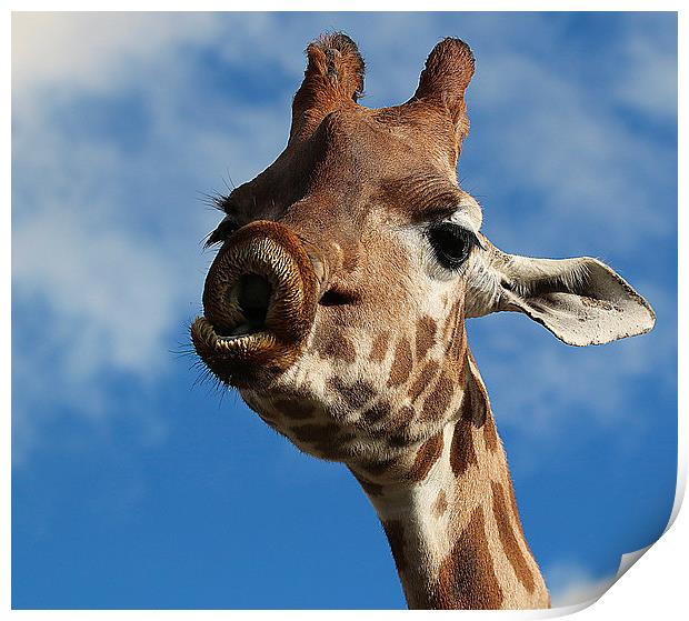 Lingering Affection: A Giraffe's Pucker Print by Graham Parry
