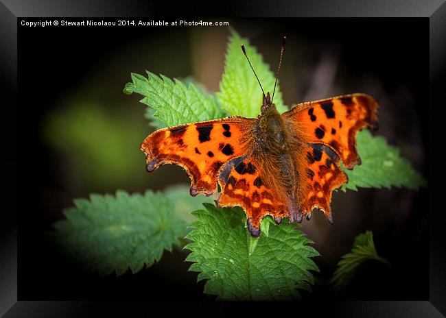  Beautiful Comma Butterfly  Framed Print by Stewart Nicolaou