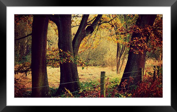  Autumn forest  Framed Mounted Print by Heaven's Gift xxx68