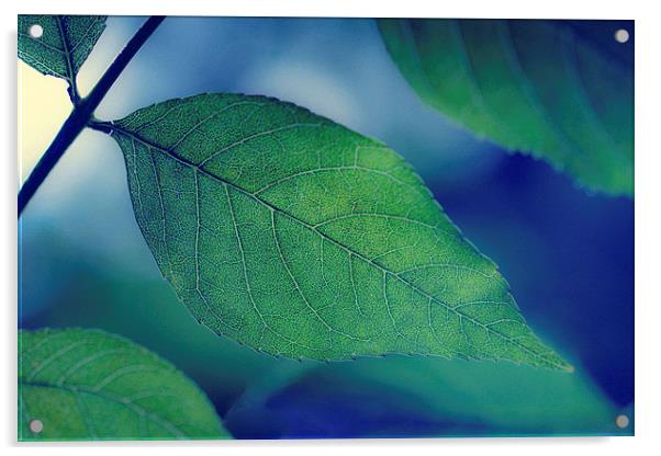  Green Leaf on Blue Acrylic by ann stevens