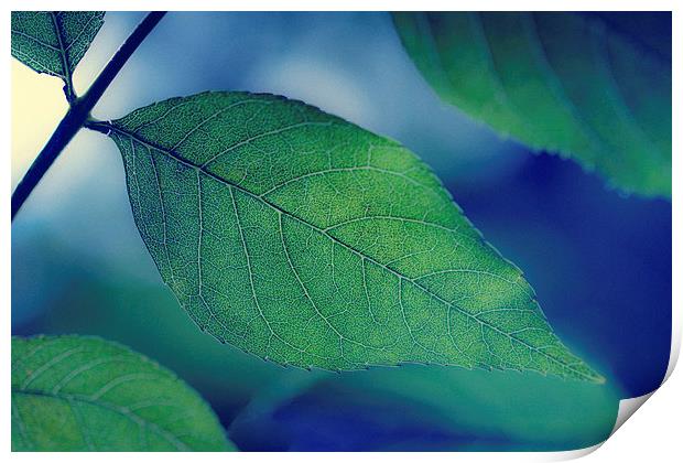  Green Leaf on Blue Print by ann stevens