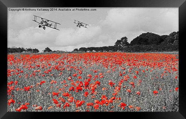  SOPWITH CAMELS OVER POPPY FIELD Framed Print by Anthony Kellaway