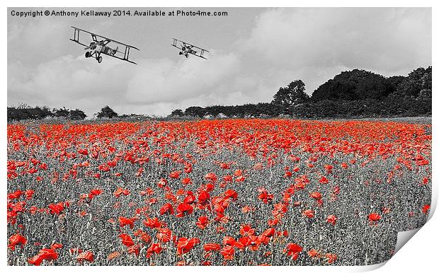  SOPWITH CAMELS OVER POPPY FIELD Print by Anthony Kellaway