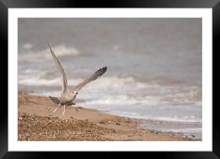  seagull at beach Framed Mounted Print by Peter De Clercq