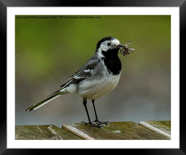 Pied Wagtail ( Motacilla alba ) Framed Mounted Print by Philip Hodges aFIAP ,