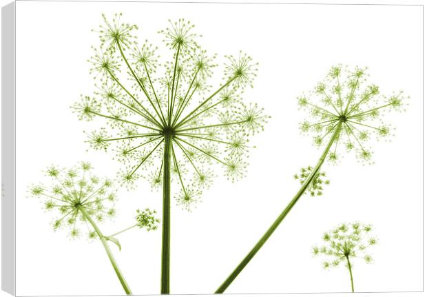  cow parsley (soft green) Canvas Print by Heather Newton