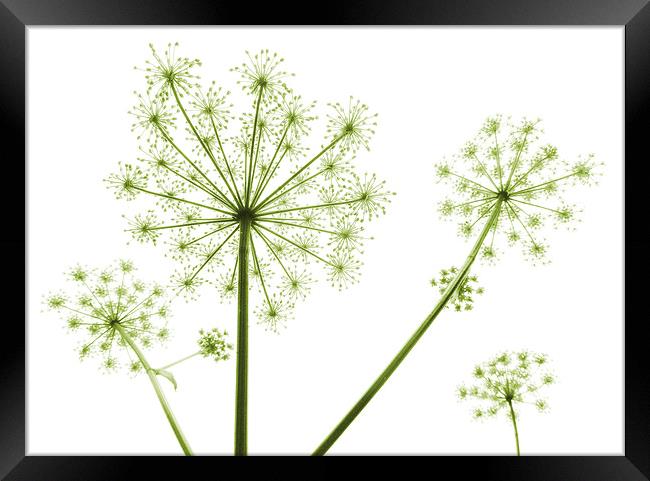  cow parsley (soft green) Framed Print by Heather Newton