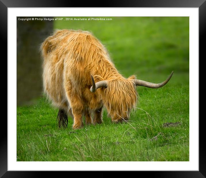 Highland Cow  Framed Mounted Print by Philip Hodges aFIAP ,