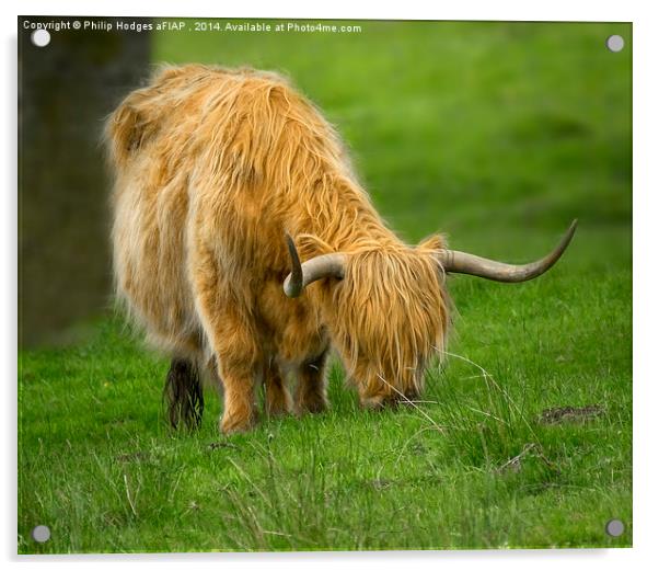 Highland Cow  Acrylic by Philip Hodges aFIAP ,