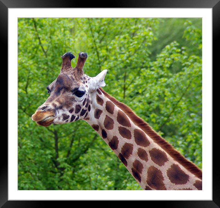 giraffe Framed Mounted Print by allen martin