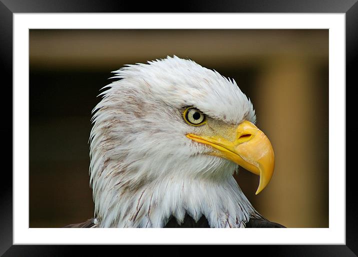 American Bald Eagle Framed Mounted Print by allen martin