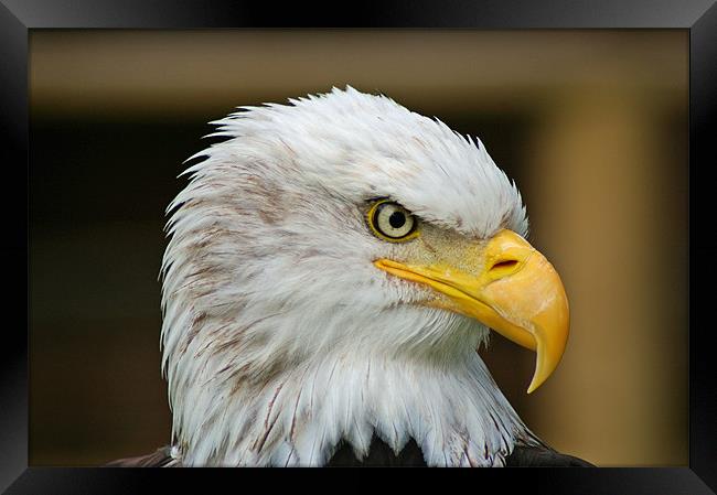 American Bald Eagle Framed Print by allen martin