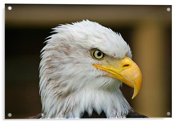 American Bald Eagle Acrylic by allen martin
