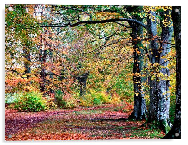  Autumn walk Acrylic by yvonne & paul carroll