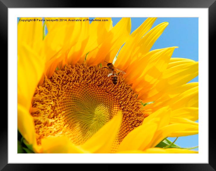  The Bee and the Sunflower Framed Mounted Print by Paola Iacopetti
