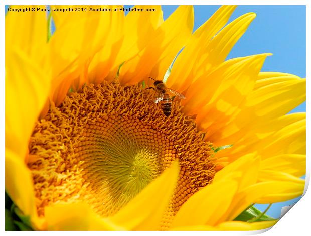  The Bee and the Sunflower Print by Paola Iacopetti