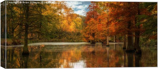  Rombergpark In Autumn Canvas Print by Brian O'Dwyer