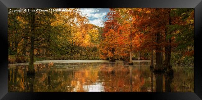 Rombergpark In Autumn Framed Print by Brian O'Dwyer