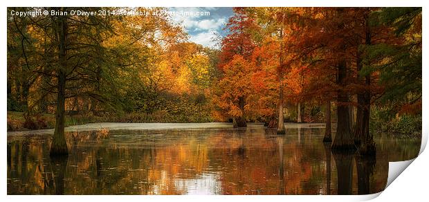  Rombergpark In Autumn Print by Brian O'Dwyer