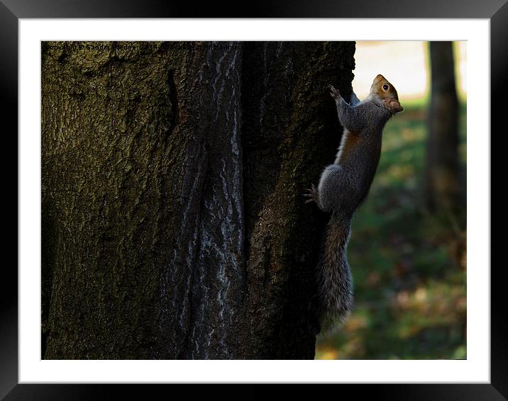  Grey Squirrel Framed Mounted Print by Sandra Pledger