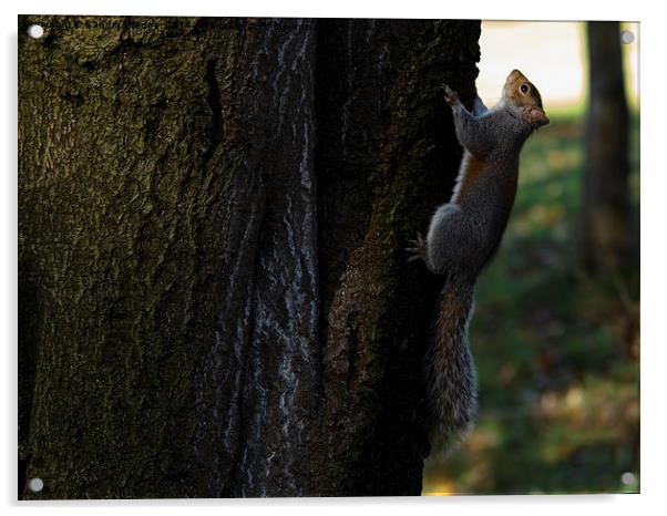  Grey Squirrel Acrylic by Sandra Pledger