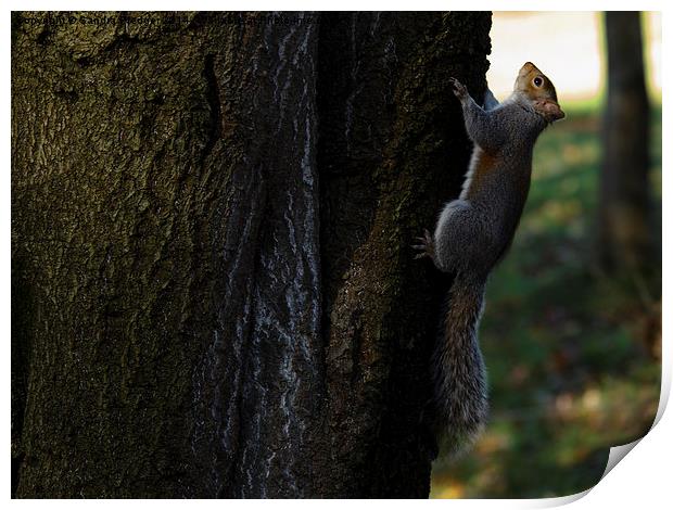  Grey Squirrel Print by Sandra Pledger