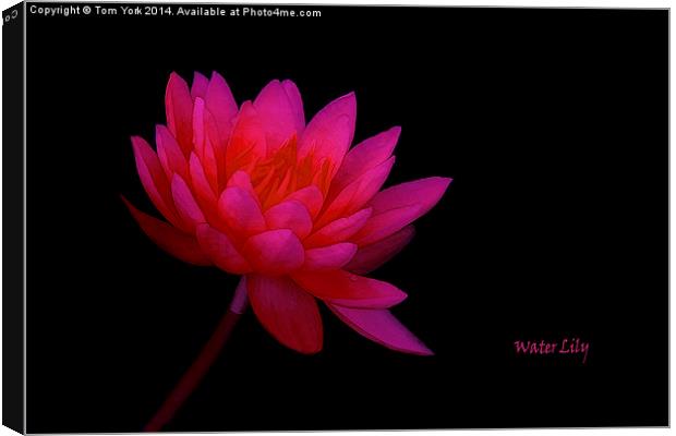 Water Lily Canvas Print by Tom York