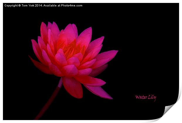 Water Lily Print by Tom York