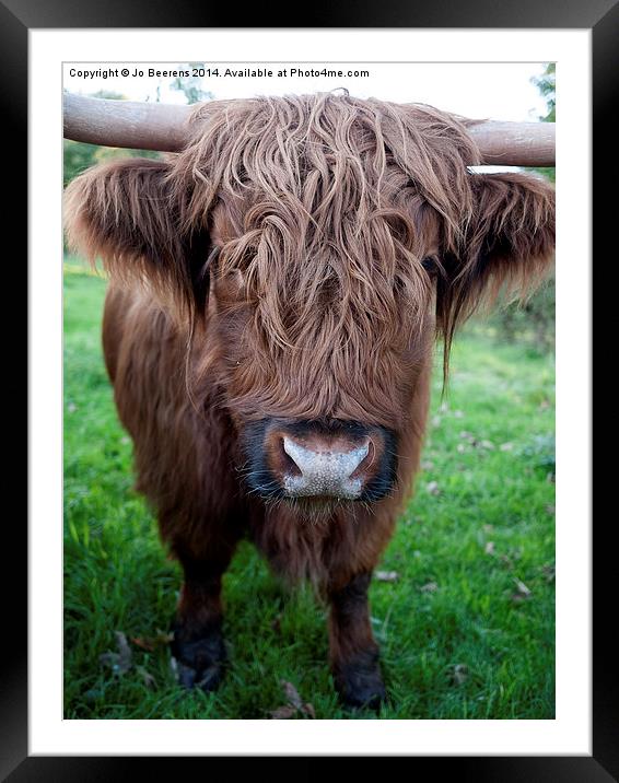 highland cow Framed Mounted Print by Jo Beerens