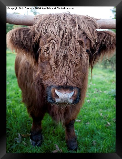 highland cow Framed Print by Jo Beerens