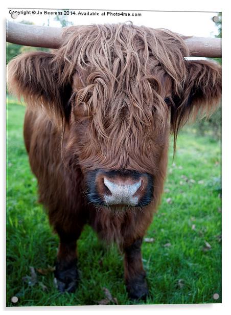 highland cow Acrylic by Jo Beerens