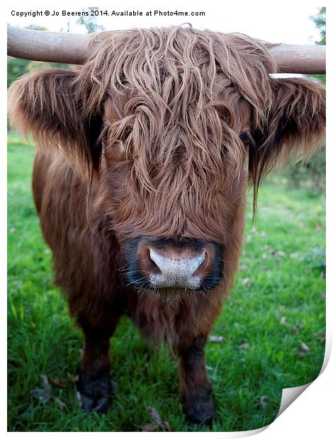 highland cow Print by Jo Beerens