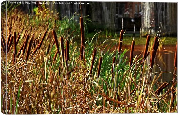  Bulrushes at Coalbrookdale Canvas Print by Paul Williams