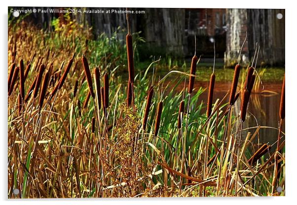  Bulrushes at Coalbrookdale Acrylic by Paul Williams