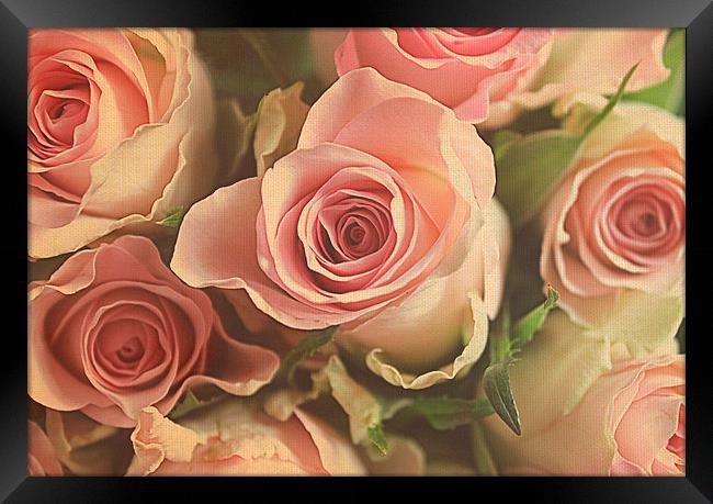  roses for you. Framed Print by Rosanna Zavanaiu