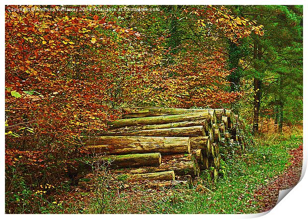  NEW FOREST WOOD STACK IN AUTUMN Print by Anthony Kellaway