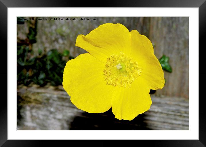  A beautiful yellow flower found in the countrysid Framed Mounted Print by Frank Irwin