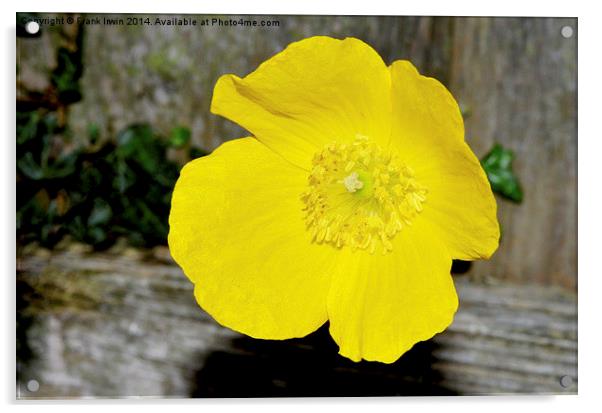  A beautiful yellow flower found in the countrysid Acrylic by Frank Irwin