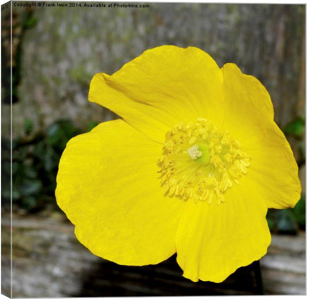 A beautiful yellow flower found in the countryside Canvas Print by Frank Irwin