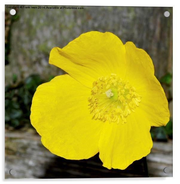 A beautiful yellow flower found in the countryside Acrylic by Frank Irwin