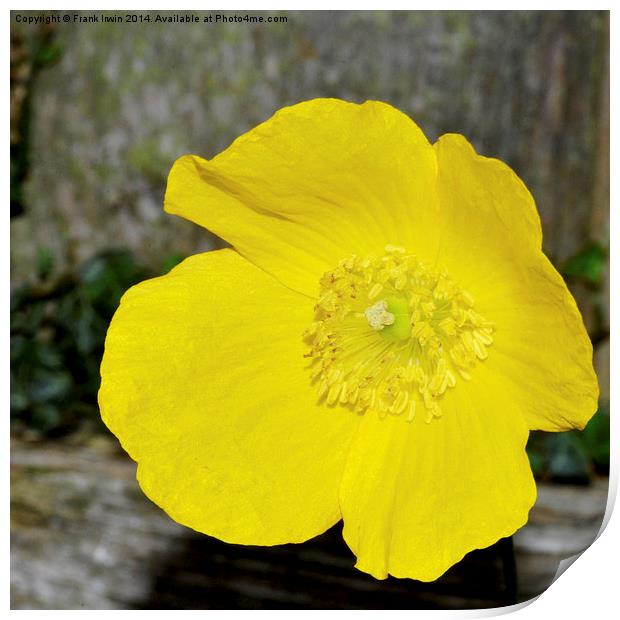 A beautiful yellow flower found in the countryside Print by Frank Irwin