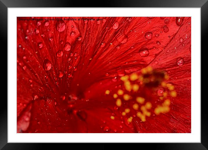  Red closeup Framed Mounted Print by shawn bullock