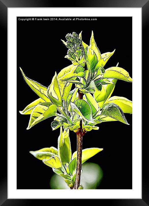  Syringa vulgaris ‘Madame Lemoine’ artwork Framed Mounted Print by Frank Irwin