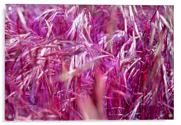  Purple Grain Acrylic by David Hare