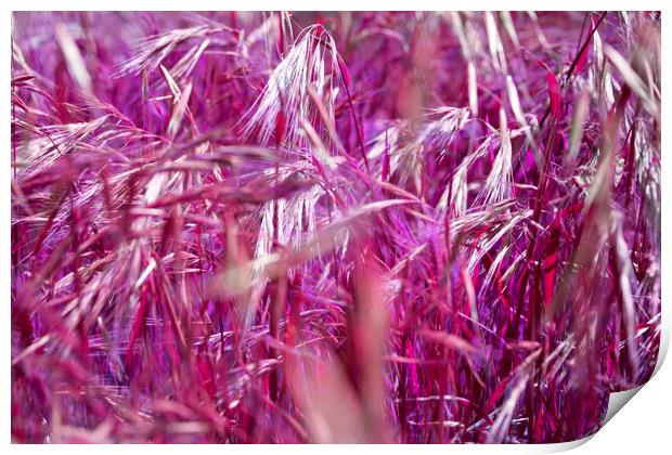  Purple Grain Print by David Hare