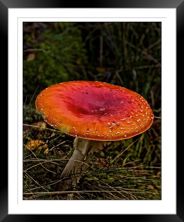  Fly Agaric mushroom Framed Mounted Print by jane dickie