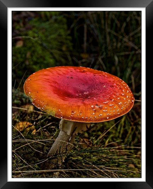  Fly Agaric mushroom Framed Print by jane dickie